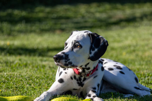 istock Dalmatian dog outdoors in summer 2175212742