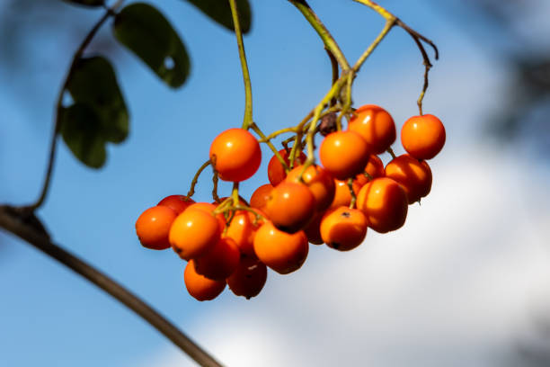 mountain ash or rowan (in german Vogelbeere, Eberesche Vogelbeerbaum) Sorbus aucupari