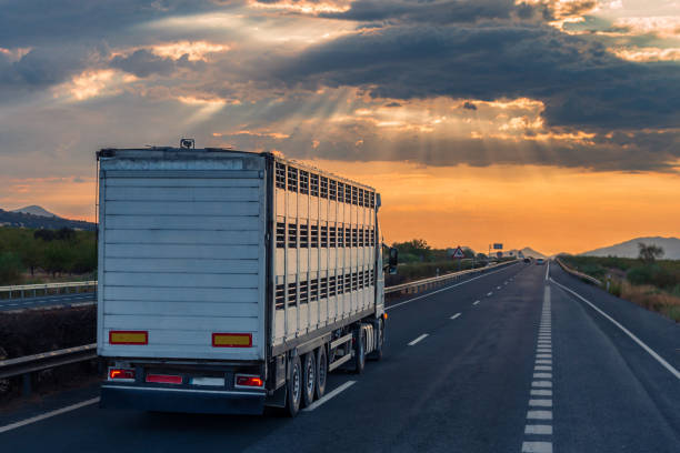 istock Cage truck for transporting livestock driving on the highway under a dramatic sky. 2175213062