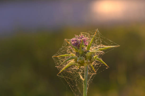 Purple thistle in the field.