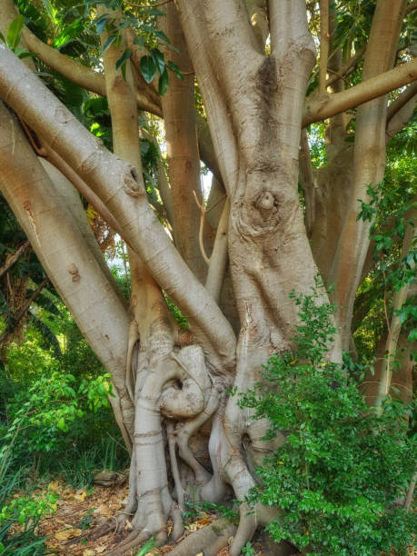 The Rain Tree is known for its wide-spreading, umbrella-shaped canopy, providing excellent shade, and its delicate, fern-like leaves. It has pinkish-white flowers and pods containing edible pulp