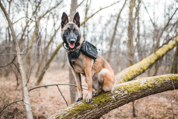 istock Portrait of Belgian shepherd in nature 2175215706