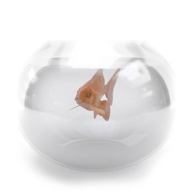 3D rendering of goldfish in glass round fishtank on white background