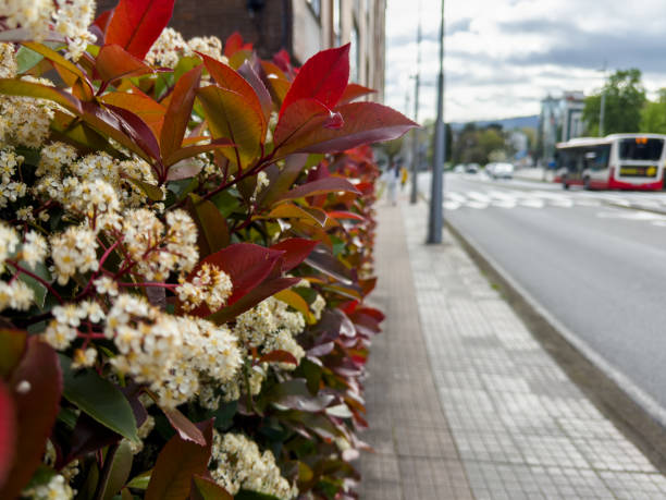 Red and white blossoms on a bush along a roadside in an urban setting The image captures the beauty of the flowers with a city street in the background, creating a blend of nature and urban life