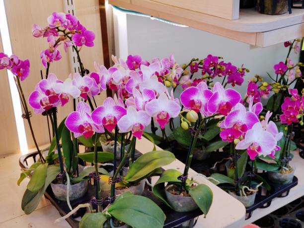 istock Pink Taiwan Orchid 2175220635
