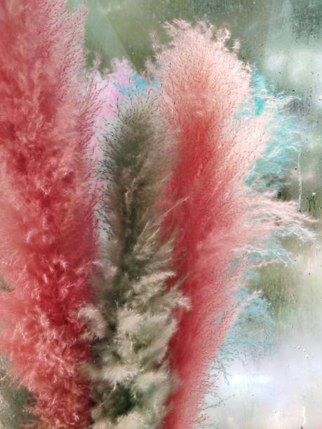 Pink and Gray Pampas Grass