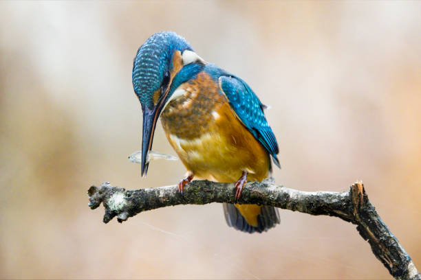 Hong Kong Wildlife