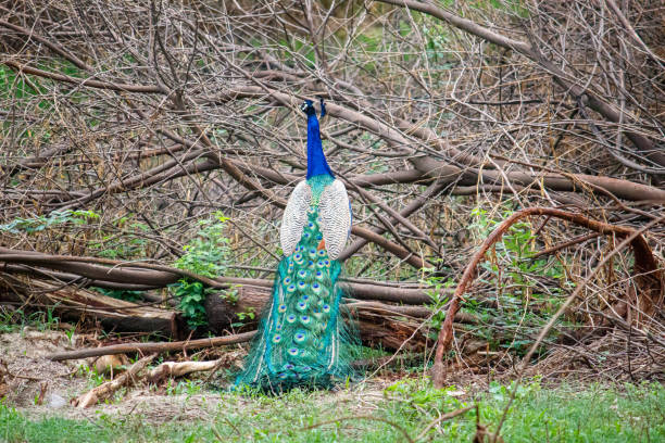 istock Peacock perched on a branch, tail feathers partially displayed, natural environment 2175221042