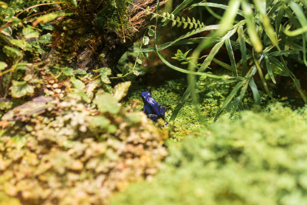 blue poison dart frog in a terrarium among foliage