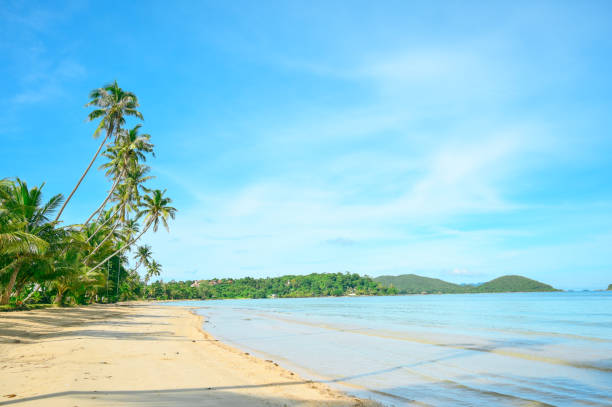 istock Koh Mak Island Trad in Thailand, Coconut tree at beach with soft wave 2175221656