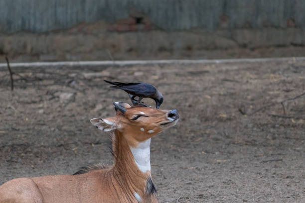 wild male nilgai or blue bull or Boselaphus tragocamelus at tal chhapar sanctuary churu rajasthan india asia. an asian antelope and black drongo bird sitting on back in golden hour winter sunset light
