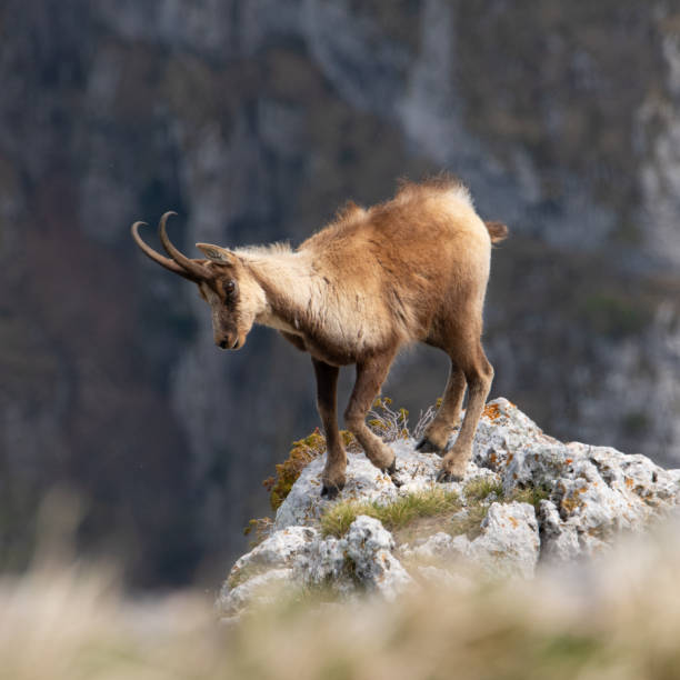 istock A chamois jumps among the rocks 2175222684
