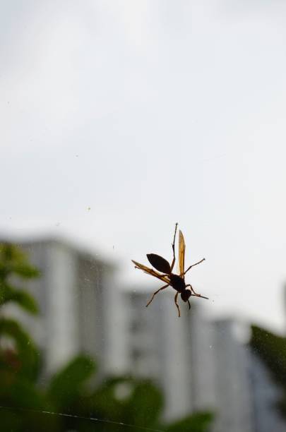 istock Indian yellow coloured paper wasp. Vespid wasps are use to construct water-resistant nests made of gray or brown papery material. Animal Insect Arthropoda Hymenoptera Apocrita vespidae 2175233248