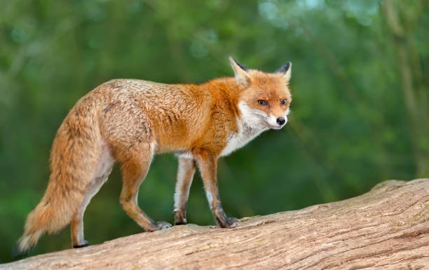 istock Portrait of a cute red fox standing on a tree in a forest 2175233898