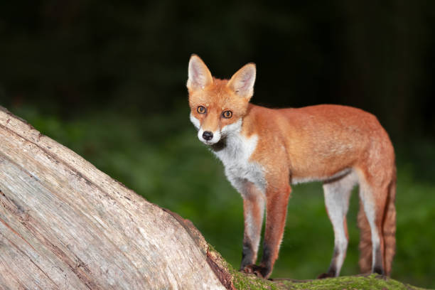 istock Portrait of a cute red fox cub standing on a tree in a forest 2175233943
