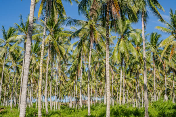 istock Coconut Palm Trees in a Lush Tropical Paradise 2175236358
