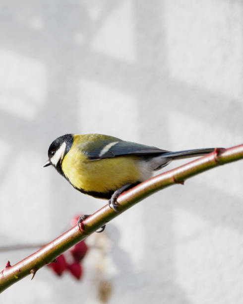 istock one small, yellow, colorful bird sitting on a branch. 2175237205