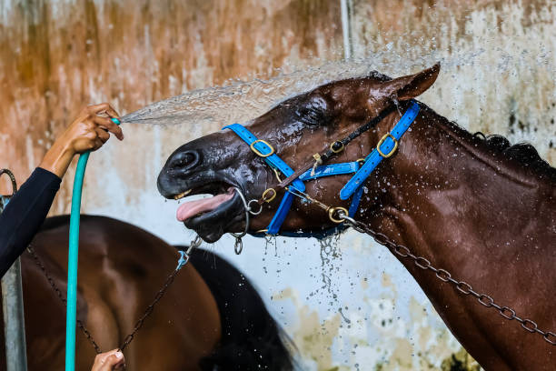 istock Horse enjoying water spray 2175241329