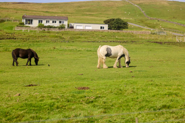 Wild New Forest ponies grazing in open heathland, showcasing natural beauty and heritage of southern England