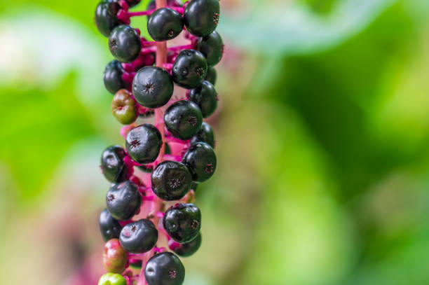 Phytolacca decandra or Turkish grape is a plant in phytotherapy used in cases of tonsillitis, swollen lymph nodes, sore throat, rheumatic pain...