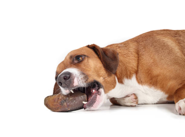 istock Happy dog chewing hoof. 2175243662