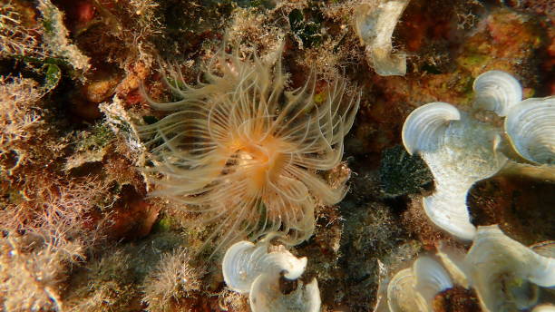 istock Polychaeta Smooth tubeworm or red-spotted horseshoe (Protula tubularia) undersea 2175244236