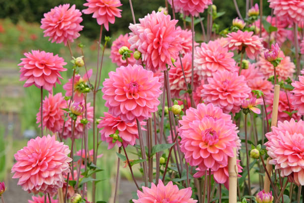 istock Pink decorative dahlia Great Silence in flower. 2175248828