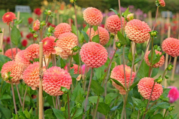 istock Light orange ball dahlia Ryecroft Jill in flower. 2175249066