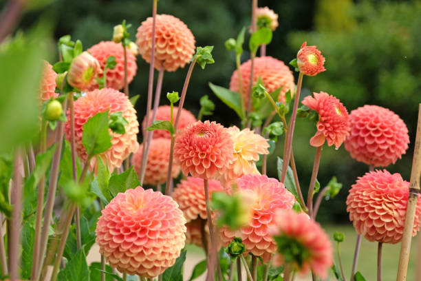 istock Light orange ball dahlia Ryecroft Jill in flower. 2175249159