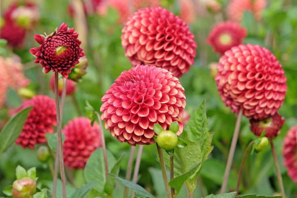 istock Rusty orange and red decorative ball Dahlia Copper Boy in flower. 2175249210