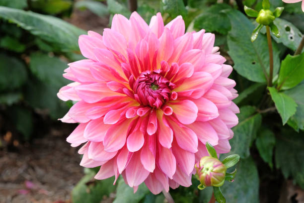 istock Pink cactus decorative dahlia Missis Dutch in flower. 2175249745