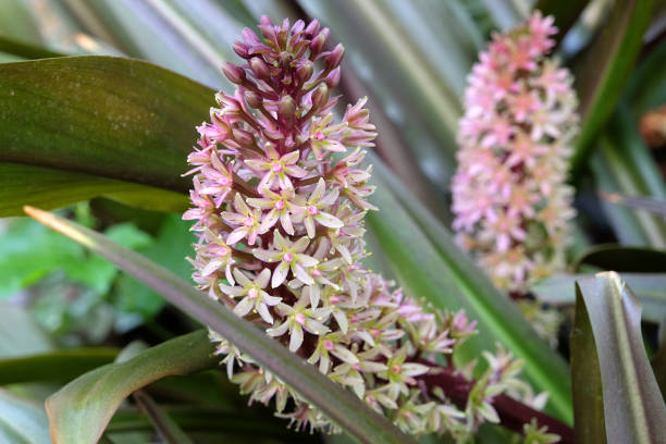 istock Eucomis comosa, dwarf pineapple lily, Sparkling Burgundy in flower. 2175250306