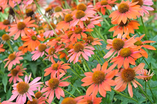 istock Echinacea coneflower Sombrero Adobe Orange in flower. 2175250494