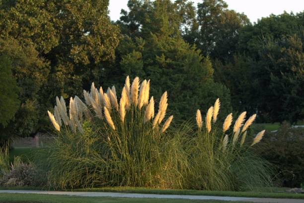 istock Pompas Grass in early morning light 2175252263