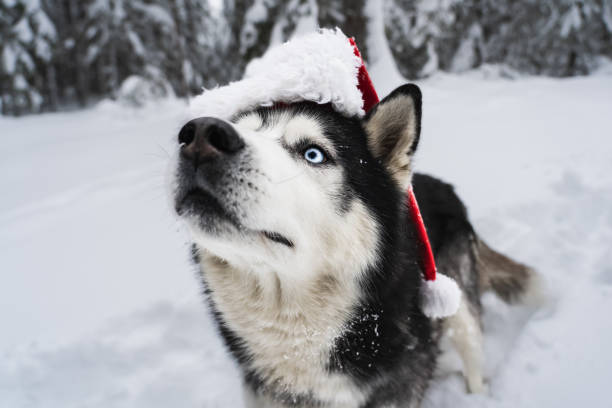 istock Husky dog with blue eyes in a gnome hat in a winter forest. 2175253530