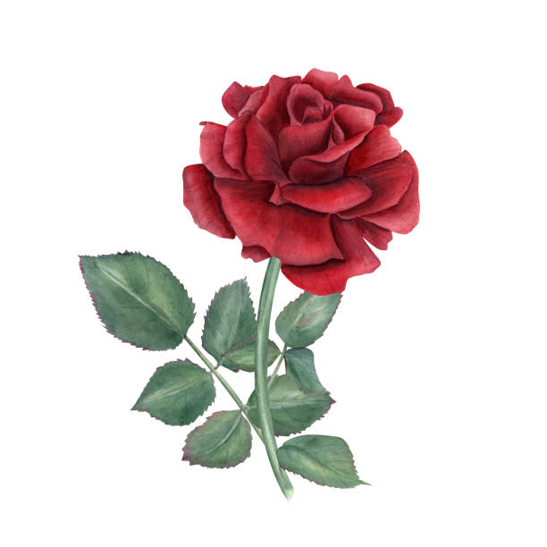 60+ Ruby Rose Stock Illustrations, Royalty-Free Vector Graphics