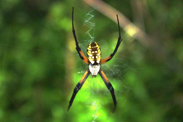 istock A Common Garden spider close up 2175256460