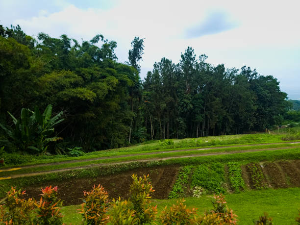 istock Organic Farm Land in the Philippines 2175256845