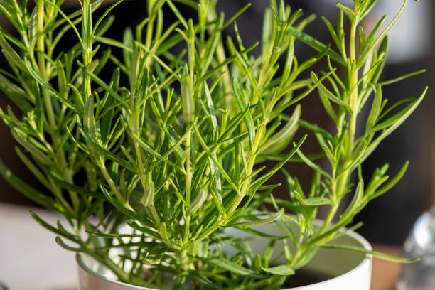 istock Close up image of rosemary growing 2175260254