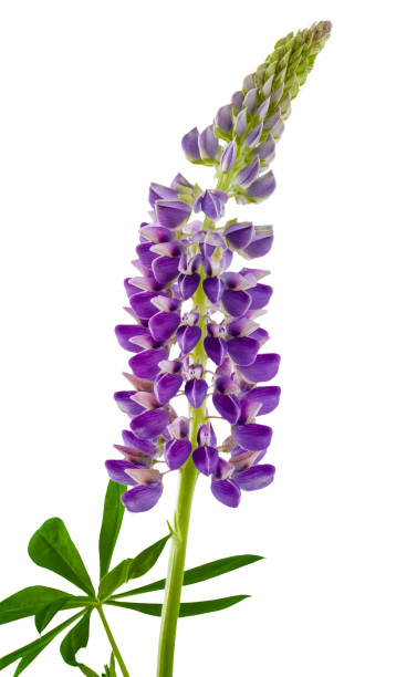 istock Lupine flower isolated on white background 2175262249