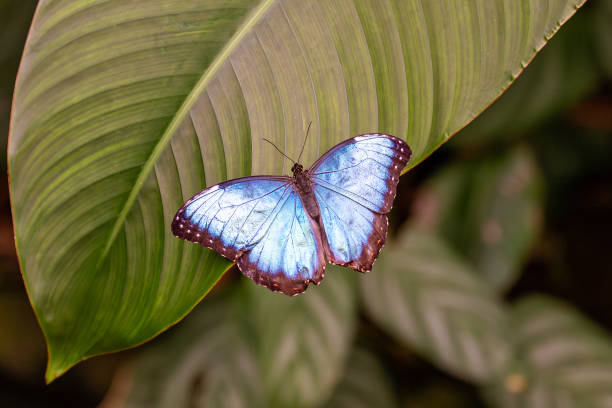 istock Blue Morpho Butterfly (Morpho menelaus) in tropical rainforests, commonly found in Central and South America. 2175262755