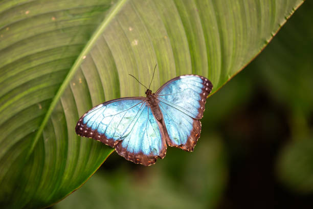 istock Blue Morpho Butterfly (Morpho menelaus) in tropical rainforests, commonly found in Central and South America. 2175262761