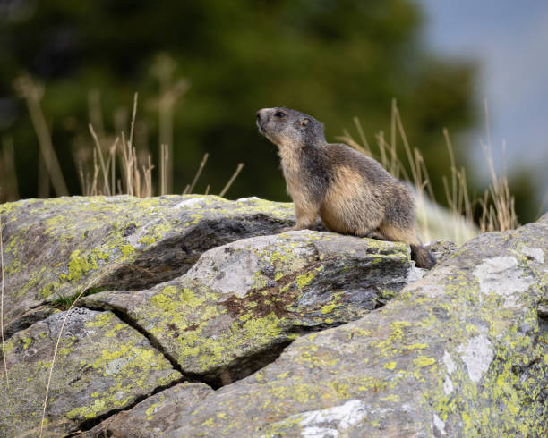 istock A cute marmot on the French Alps 2175264194