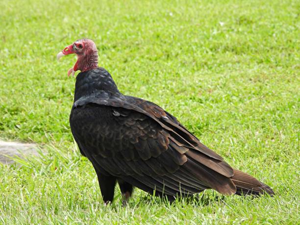 istock Turkey Vulture (Cathartes aura) - standing in the grass 2175265717