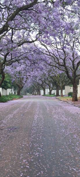 istock Jacarandas in Johannesburg 2 2175266408
