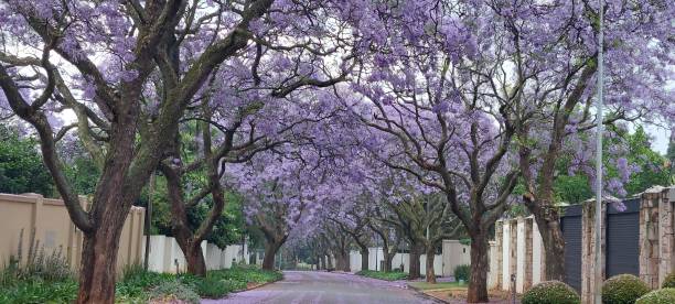 istock Jacarandas in Johannesburg 3 2175266691