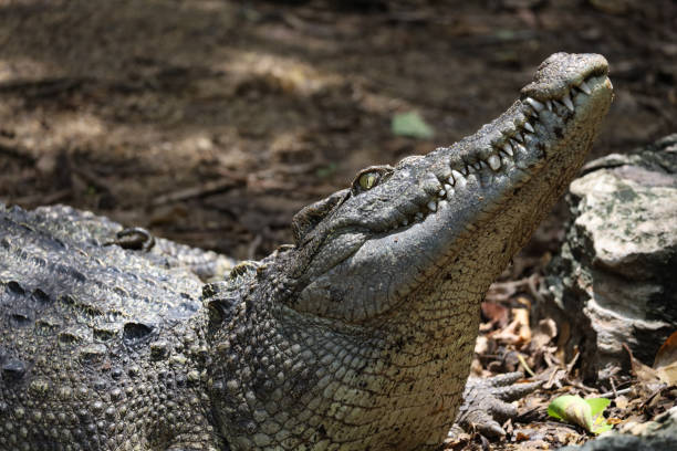 istock Close up crocodile is action show head in garden 2175268596