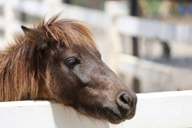 istock Close up head dwarf horse in the garden 2175268675