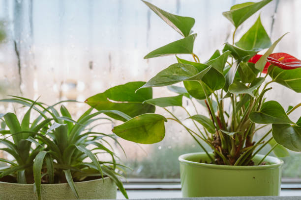 istock flower pot on windowsill, pineapple, anthurium, near window with moisture evaporation 2175269899
