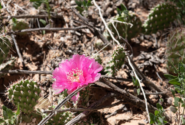 Blooming Prickly Pear Cacti Scenic Landscapes and Closeup Detail - Yellow flowers in early summer in high desert region. Colorful cactus plants at peak bloom.